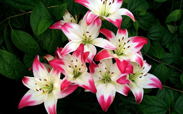 Pink white flowers green leaves free wallpaper for desktop - medium preview image