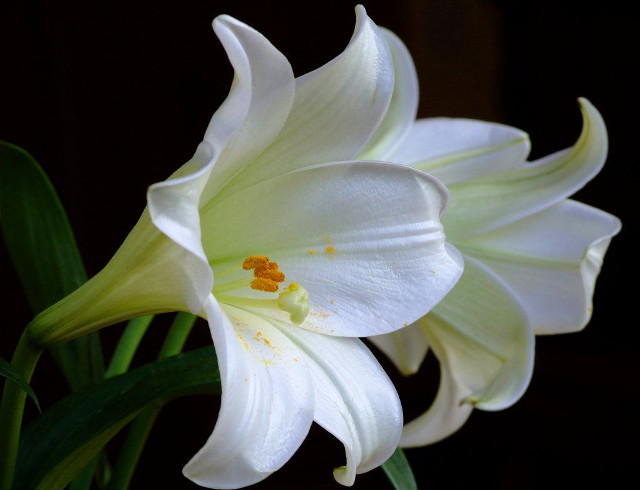 White flower yellow stamen green free wallpaper for desktop - medium preview image