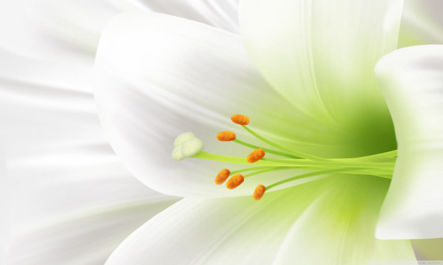 White flower green center yellow #2 free wallpaper for desktop - medium preview image