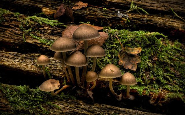 Mushrooms tree stump forest moss #9 free wallpaper for desktop - medium preview image