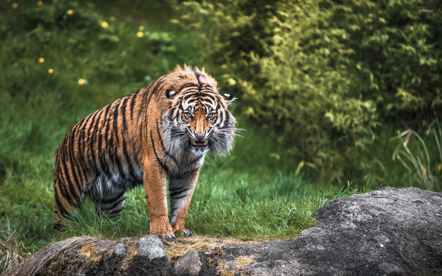 Tiger walking lush green field #5 free wallpaper for desktop - medium preview image