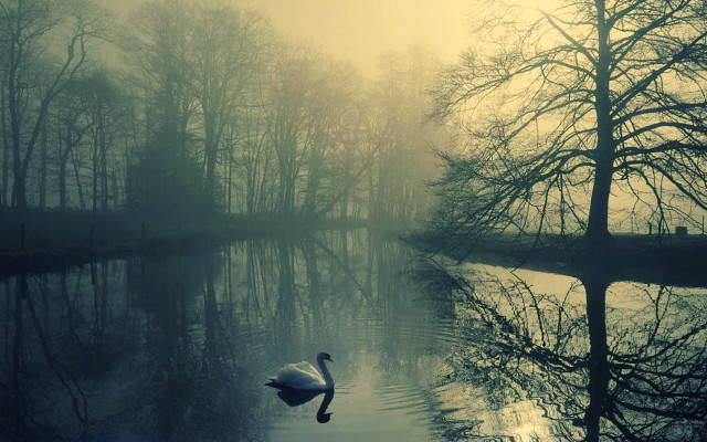 Swan swimming lake trees foggy free wallpaper for desktop - medium preview image