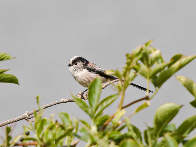 Small bird perched branch tree #11 free wallpaper for desktop - medium preview image