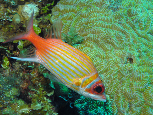 Fish coral water anemone underwater free wallpaper for desktop - medium preview image