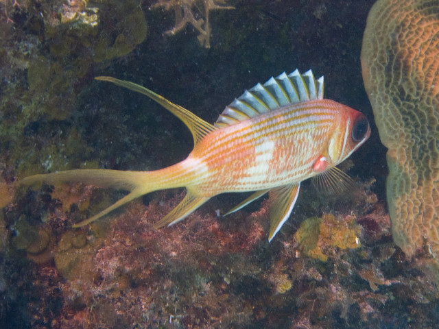 Fish swimming water corals algae free wallpaper for desktop - medium preview image