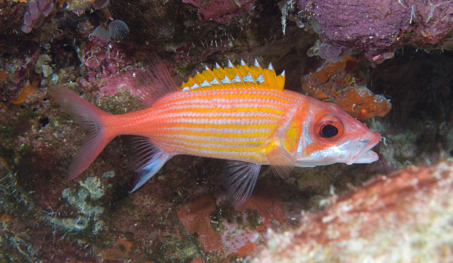 Yellow orange striped fish coral free wallpaper for desktop - medium preview image