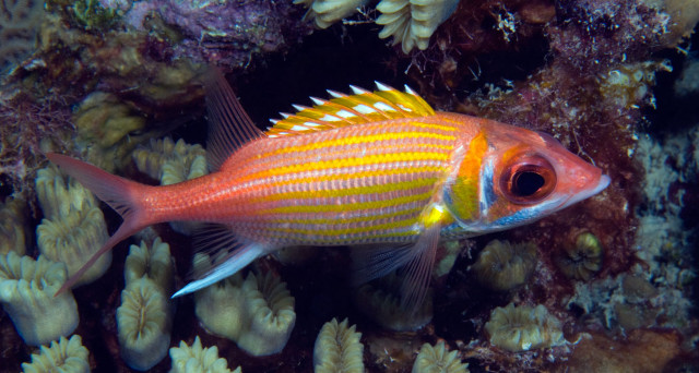 Yellow striped fish swimming corals free wallpaper for desktop - medium preview image