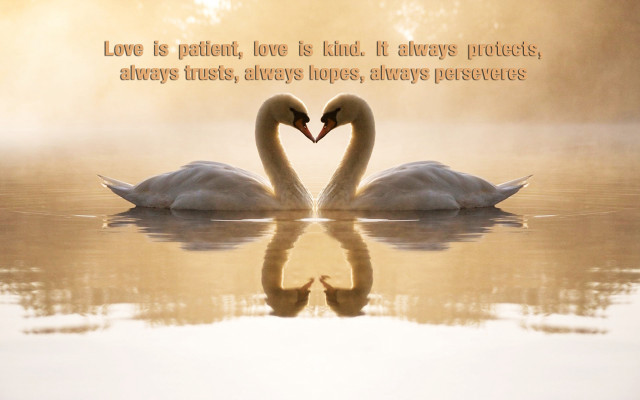 Two swans in water love free wallpaper for desktop - medium preview image
