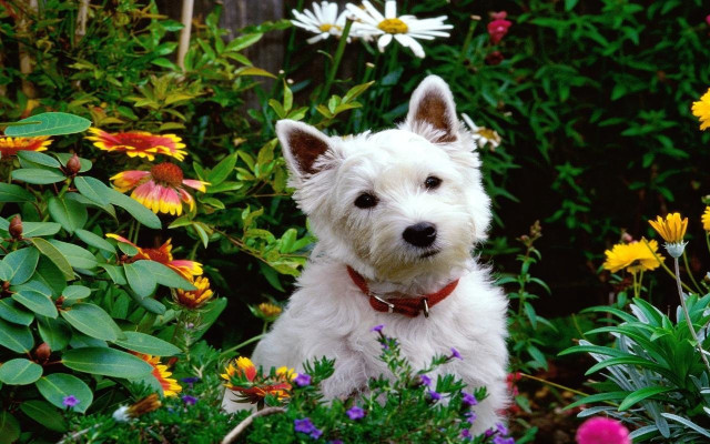 White dog garden flowers red free wallpaper for desktop - medium preview image