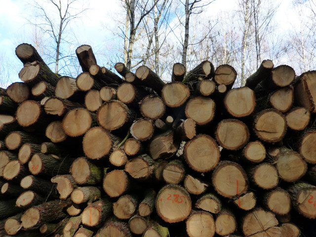 Logs woods trees sky clouds free wallpaper for desktop - medium preview image