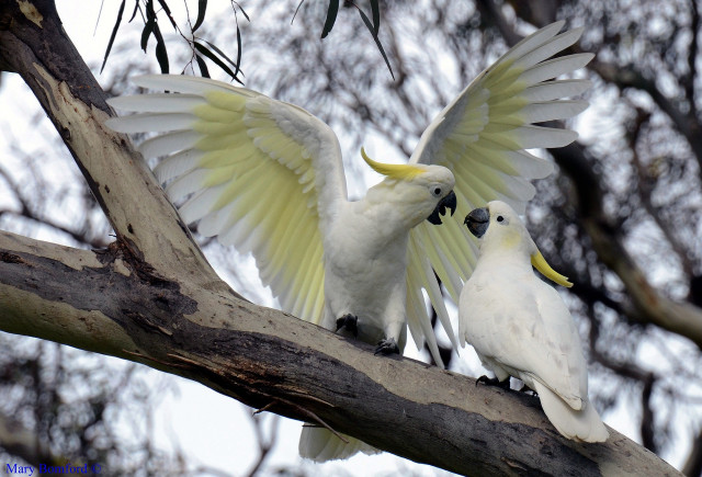 White birds spread wings nature free wallpaper for desktop - medium preview image