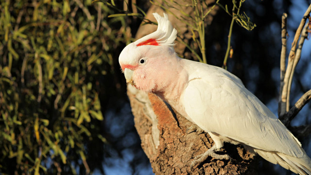White bird red white feathers free wallpaper for desktop - medium preview image