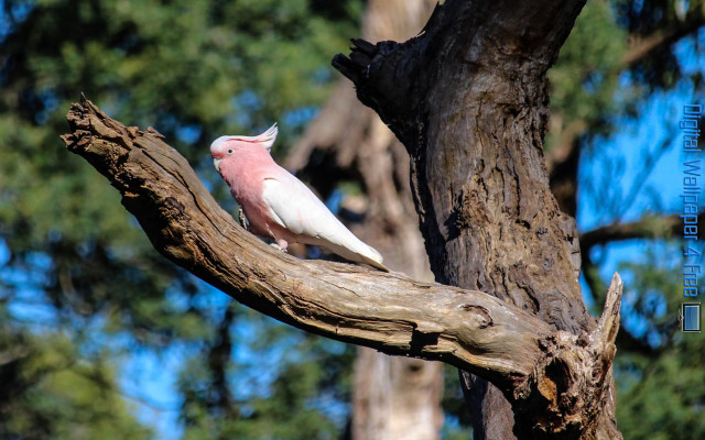 Pink white bird forest nature free wallpaper for desktop - medium preview image