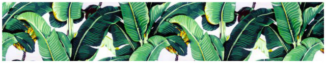 Green plant large leaves white free wallpaper for desktop - medium preview image