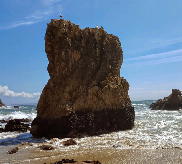 Large rock ocean beach bird free wallpaper for tablet - medium preview image