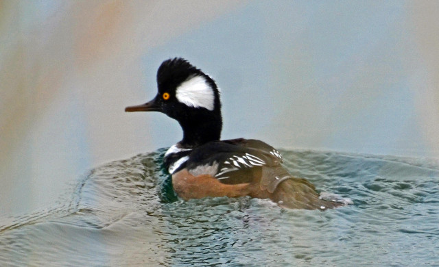 Duck floating water forest trees free wallpaper for desktop - medium preview image