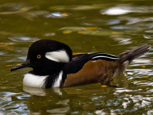 Duck swimming water head turned free wallpaper for desktop - medium preview image