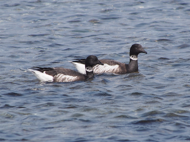 Ducks swimming water sunny day free wallpaper for desktop - medium preview image