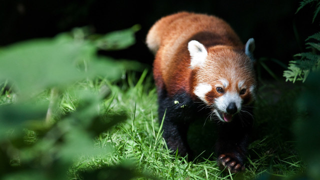 Red panda walking grass dark free wallpaper for desktop - medium preview image