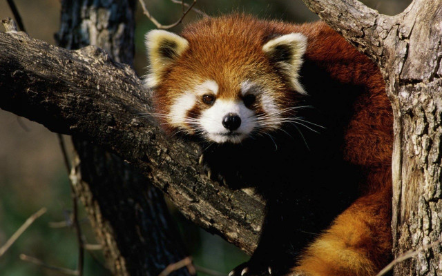 Red panda sad looking tree free wallpaper for desktop - medium preview image