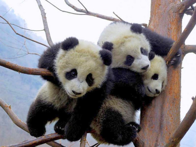 Two panda bears sitting in free wallpaper for desktop - medium preview image