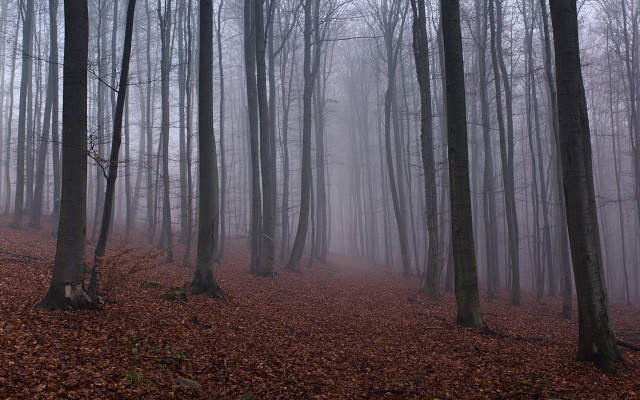 Foggy forest trees leaves bench #3 free wallpaper for desktop - medium preview image