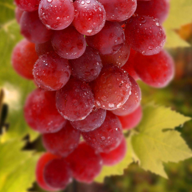 Grapes water droplets branch leaves free wallpaper for tablet - medium preview image