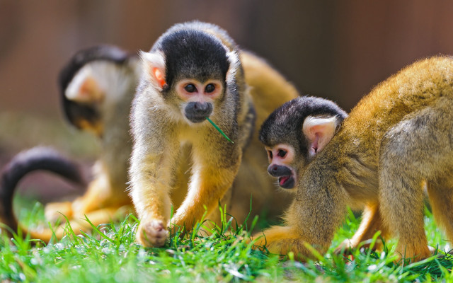 Monkeys walking lush green field free wallpaper for desktop - medium preview image