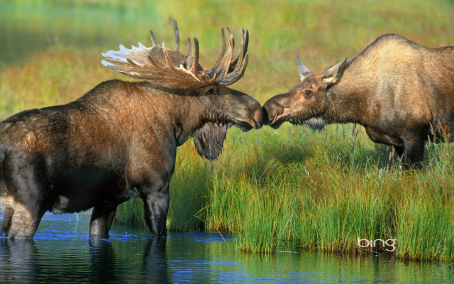 Moose fighting water grass field free wallpaper for desktop - medium preview image