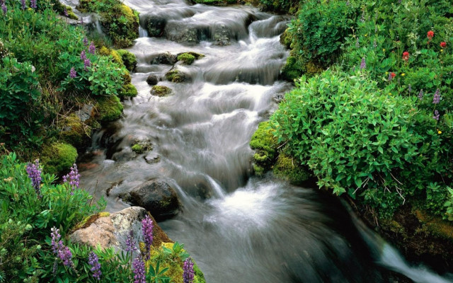 Stream water forest flowers rocks free wallpaper for desktop - medium preview image