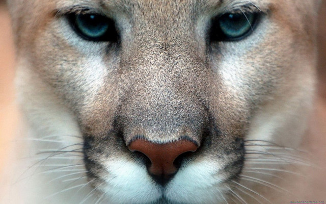 Mountain lion blue eyes nose free wallpaper for desktop - medium preview image