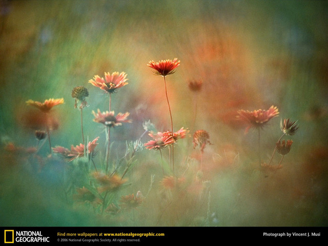 Colorful field of flowers green free wallpaper for desktop - medium preview image
