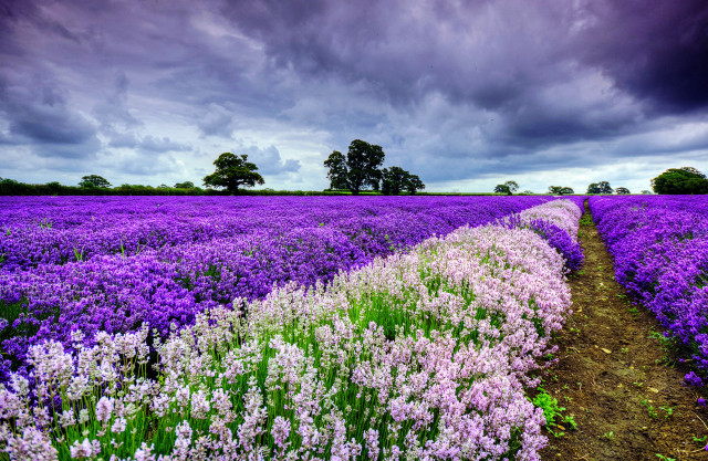 Purple flowers cloudy sky dirt free wallpaper for desktop - medium preview image