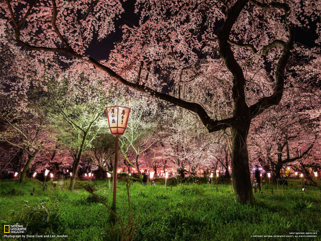 Lamp post park cherry blossoms free wallpaper for desktop - medium preview image