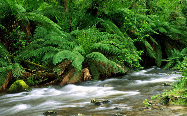Stream lush forest trees ferns free wallpaper for desktop - medium preview image