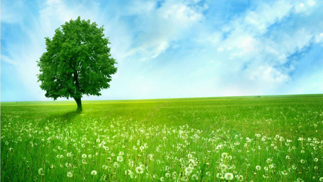 Tree field blue sky green #3 free wallpaper for desktop - medium preview image