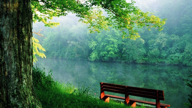 Bench tree river forest foggy #4 free wallpaper for desktop - medium preview image