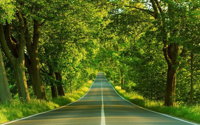 Road lined with trees and free wallpaper for desktop - medium preview image