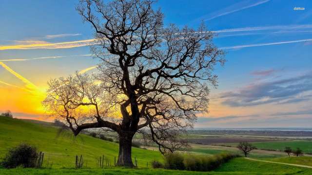 Tree field sunset trail leads free wallpaper for desktop - medium preview image