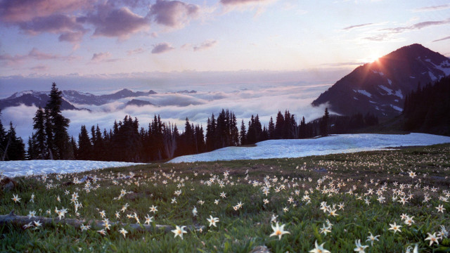 Field flowers mountains sunset clouds free wallpaper for desktop - medium preview image