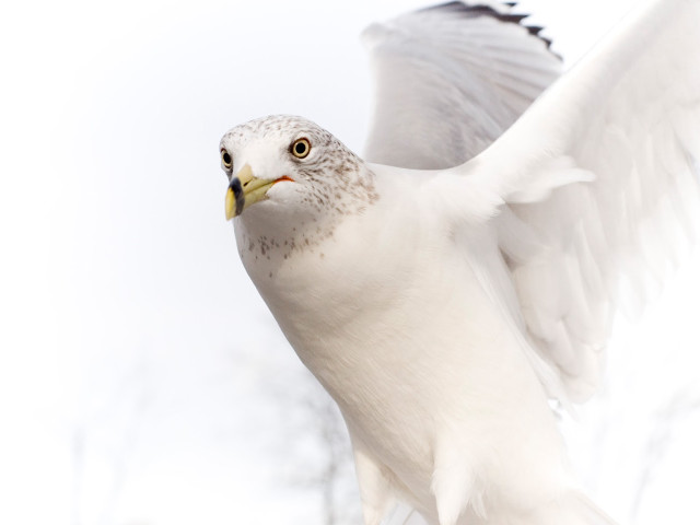 White bird yellow beak flying free wallpaper for desktop - medium preview image