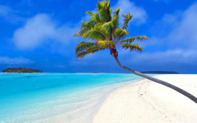 Palm tree beach blue sky #33 free wallpaper for desktop - medium preview image