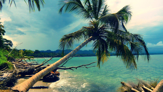 Palm tree leaning water boat free wallpaper for desktop - medium preview image