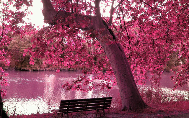 Bench under tree lake pink #2 free wallpaper for desktop - medium preview image