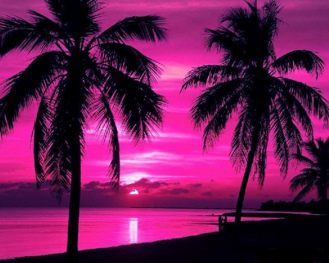 Pink sunset palm trees bench free wallpaper for desktop - medium preview image