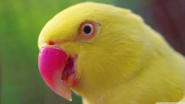 Yellow bird pink beak green free wallpaper for desktop - medium preview image