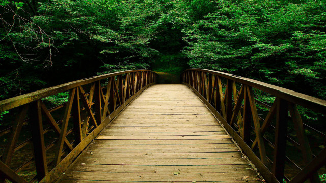 Wooden bridge forest trees bench free wallpaper for desktop - medium preview image