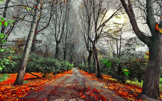 Dirt road autumn trees leaves free wallpaper for desktop - medium preview image