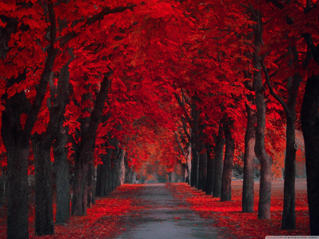 Tree lined road red leaves free wallpaper for desktop - medium preview image
