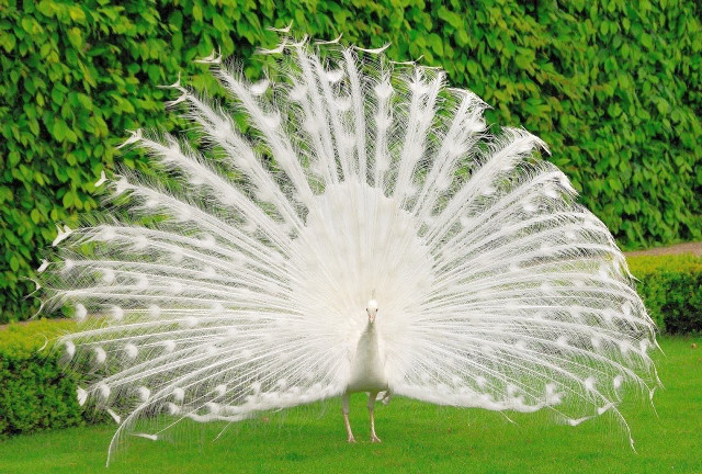 White peacock feathers spread grass #2 free wallpaper for desktop - medium preview image
